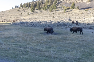 Buffalo Yellowstone NP Sept 2024